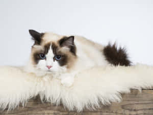 Ragdoll Cat Lounging In Sunlight Wallpaper