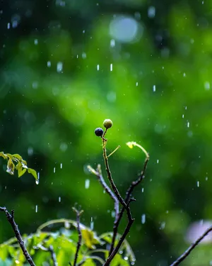 Rain Drops On A Branch With Green Leaves Wallpaper