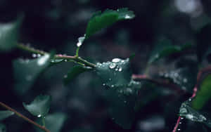 Rain Drops On A Leaf Wallpaper