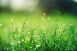 Rain Nature Close-up Green Field Wallpaper