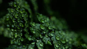 Rain Nature Droplets Wallpaper