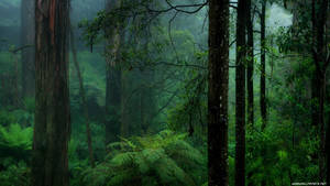 Rain Nature Forest Wallpaper