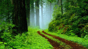 Rain Nature Green Pathways Wallpaper