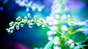 Rain Nature Plant Super Close Up Wallpaper