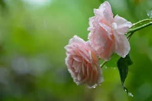 Rain-soaked Rose: A Gleaming Symbol Of Love And Serenity Wallpaper