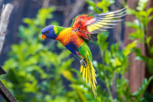 Rainbow Lorikeet In Flight.jpg Wallpaper