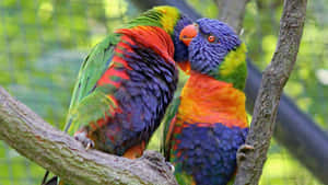 Rainbow Lorikeets Affection Wallpaper