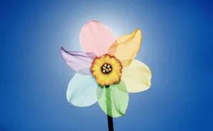 Rainbow Narcissus Flower Wallpaper