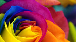 Rainbow Roses Wallpapers Wallpaper