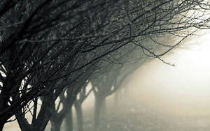 Raindrops On Foggy Leafless Trees Wallpaper