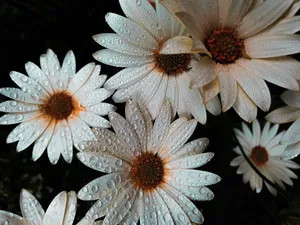 Raindrops White Daisy Aesthetic Wallpaper