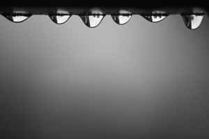 Raindropson Edge Blackand White Wallpaper