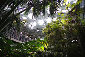 Rainforest Dome California Academyof Sciences Wallpaper