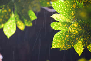 Rainy Leaves Closeup.jpg Wallpaper