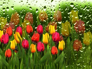 Rainy_ Tulip_ Display.jpg Wallpaper
