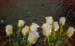 Rainy_ Window_ Roses.jpg Wallpaper