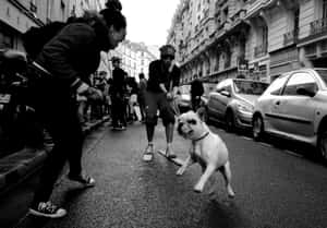 Random People Walking A Dog Wallpaper