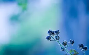 Rare Blue Flowers Wallpaper