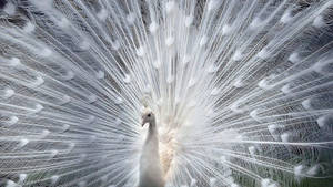 Rare Pure White Peacock Wallpaper