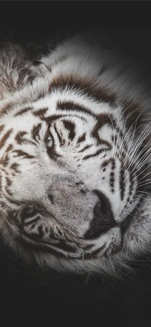 Rare White Tiger Wallpaper