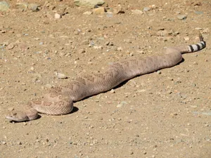 Rattlesnakein Desert Terrain.jpg Wallpaper
