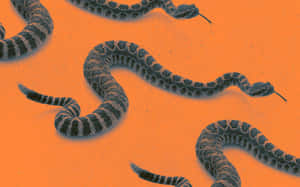 Rattlesnakeson Orange Background Wallpaper