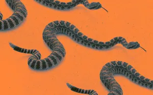 Rattlesnakeson Orange Background Wallpaper