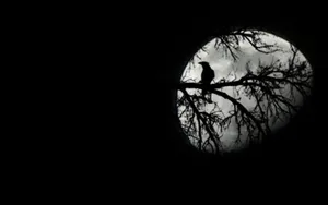 Raven Crossing Moonlit Sky Wallpaper