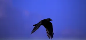 Raven In The Sky Hd Wallpaper