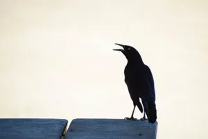 Raven Shadow Hd Wallpaper