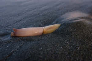 Razor Clam Emerging From Sand Wallpaper