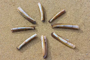 Razor Clamson Sandy Beach Wallpaper