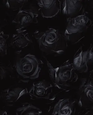 Ready Roses Wallpaper