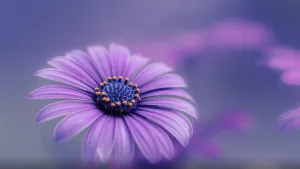 Real Floral African Daisy Wallpaper