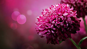 Real Floral Chrysanthemum Wallpaper