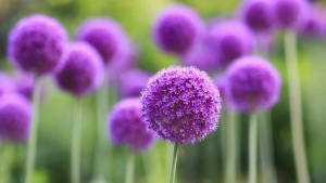 Real Floral Giant Allium Wallpaper