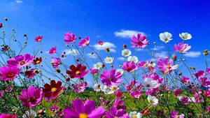 Real Floral Grassland Wallpaper