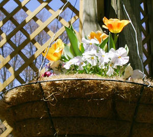 Real Floral In Backyard Wallpaper