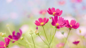 Real Floral Pink Cosmos Wallpaper