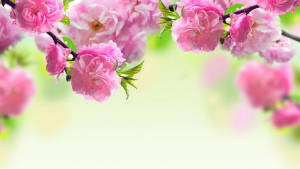 Real Floral Prunus Triloba Wallpaper