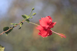 Real Floral Red Hibiscus Wallpaper