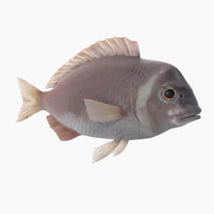 Realistic Bream Fish Model Wallpaper