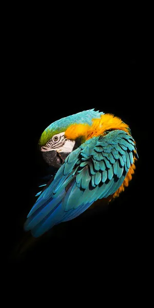 Realme 7 Macaw Wallpaper