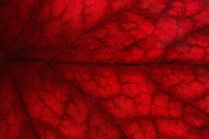 Red 4k Uhd Leaf Vein Wallpaper