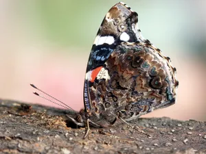 Red Admiral Butterfly On A Flower Wallpaper
