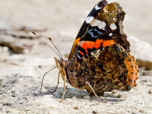Red Admiral Butterfly On Flower Wallpaper