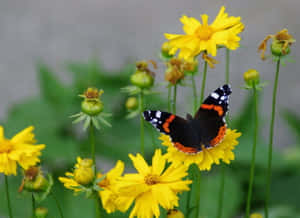 Red Admiral Butterfly Perched On A Flower Wallpaper