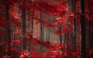 Red Aesthetic Magical Forest Wallpaper