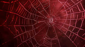 Red Backlit Spider Web Wallpaper