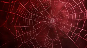 Red Backlit Spider Web Wallpaper